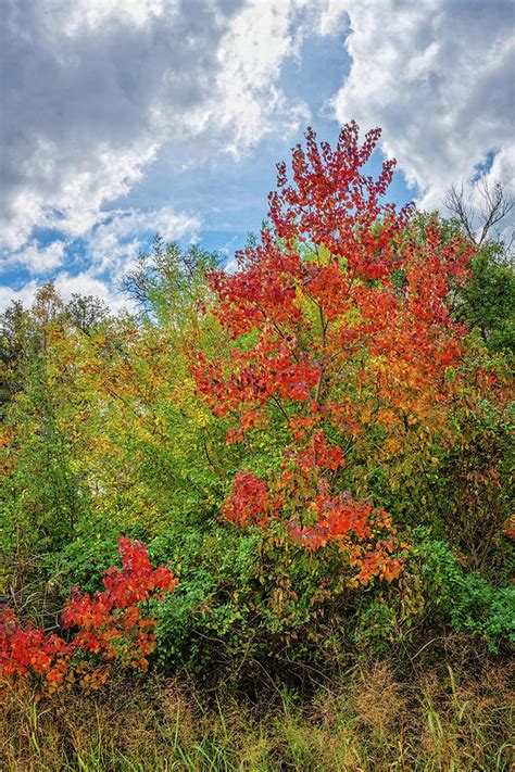 Autumn Blaze In The Hill Country Photograph By Lynn Bauer Fine Art