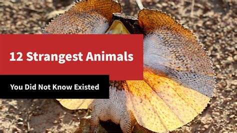 12 Strangest Animals You Did Not Know Existed Youtube