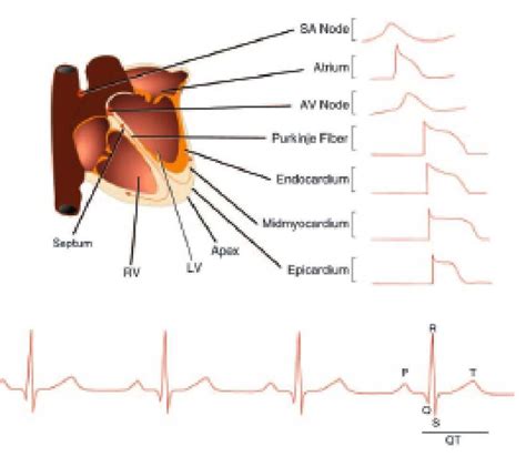 Propagation Of Action Potential In The Heart Download Scientific Diagram