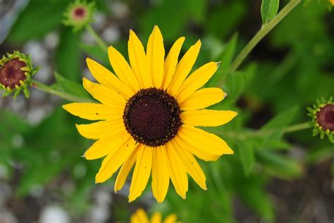 Sunflower Sunflowers Yellow · Free Photo On Pixabay