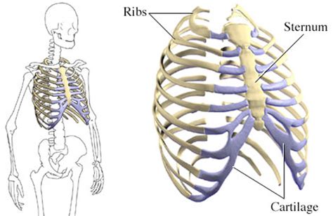 Rib cage anatomy the rib cage, shaped in a mild cone shape and more flexible than most bone sets, is made up of varying elements such as the thoracic vertebra, 12 equally paired ribs, costal cartilage, and held together anteriorly by the sternum. Do Your Ribs Move? Three Common Causes of Stiff Ribcages