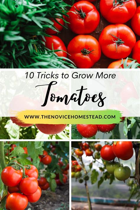 10 Tricks To Grow More Tomatoes The Novice Homestead
