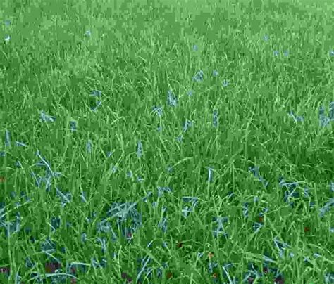 Fine Fescue Lawn Grass Seed Blend Swell Seed Co