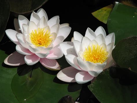 44 Lotus Hd Wallpapers Wallpapersafari