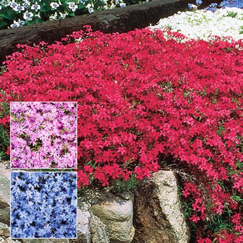 Blue Emerald Creeping Phlox Ground Covers From Gurneys