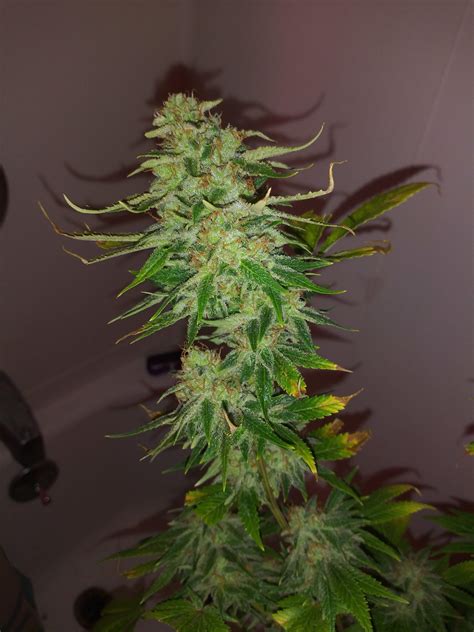 White Fire Og Grow Journal Week8 By Kate420 Growdiaries