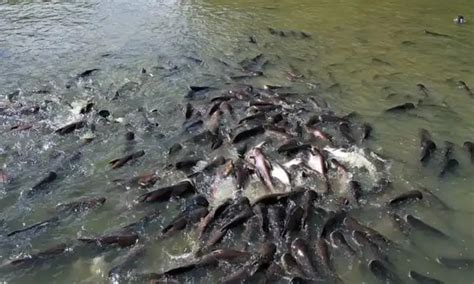 ikan lele belang