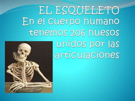 Ppt El Esqueleto En El Cuerpo Humano Tenemos 206 Huesos Unidos Por