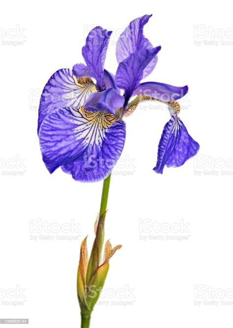 Iris Blue One Large Bloom Isolated On White Stock Photo Download