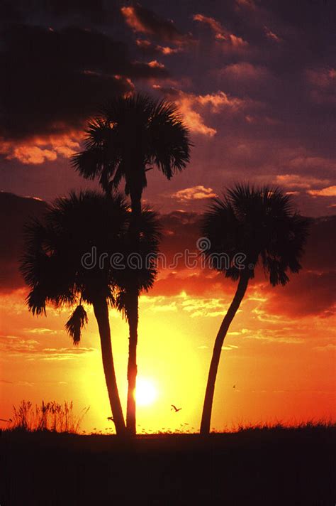 4883 Florida Sunset Palm Trees Stock Photos Free And Royalty Free