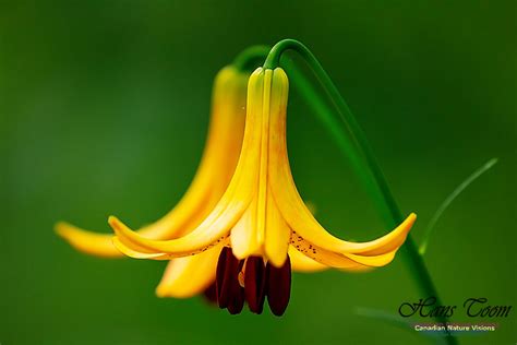 Shorebirds And Wildflowers Canada Lily 101 Types Of Lilies Wild