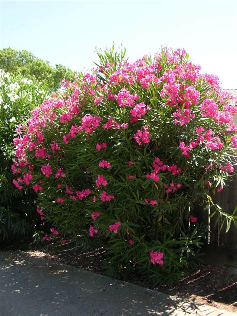 Nerium Oleander Hot Pink 30 Seeds Small And Hardy Tropical Treeshrub
