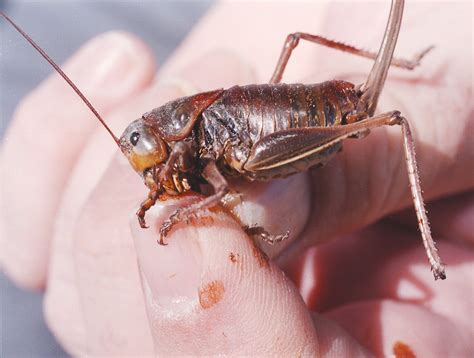 Huge Cannibal Crickets Are Massing On Our Eastern Border