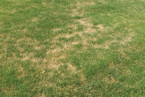 Learn To Combat Summer Patch Landscape Management