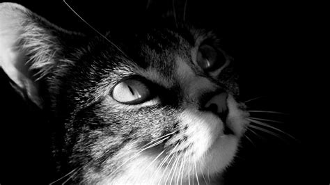 Cat Backgrounds Desktop Pixelstalknet