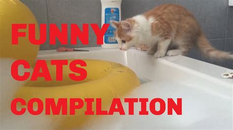 Top 38 Funny Cats Compilation Youtube