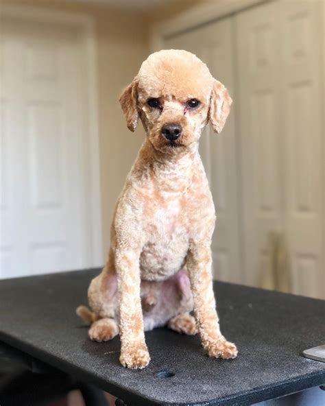 How much do goldendoodles shed? Pin on DogHaircuts