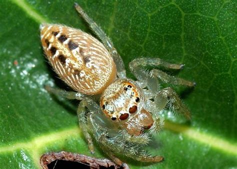 Set out water for your spider. Garden Jumping Spider - Opisthoncus sp. | Spider, Jumping ...