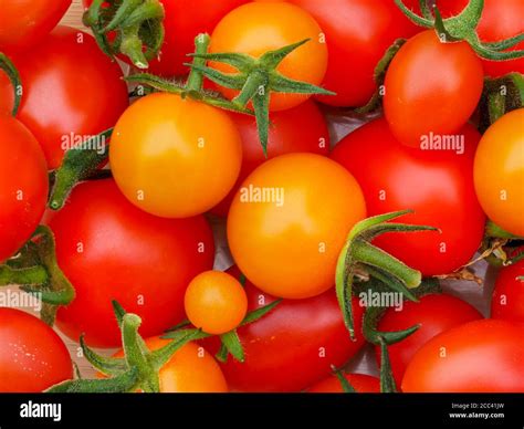 Mountain Magic Tomatoes Hi Res Stock Photography And Images Alamy
