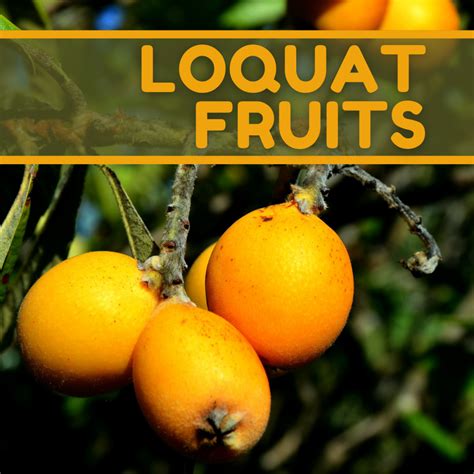 What Are The Health Benefits Of Eating Loquat Fruits Dengarden