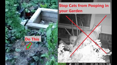 How To Stop Cats From Pooping In The Garden Hompros