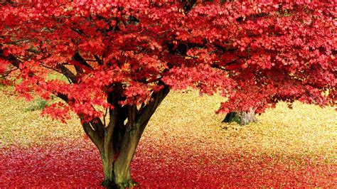 Desktop And Mac Wallpaper Red Leaves On A Tree Hd Wallpapers