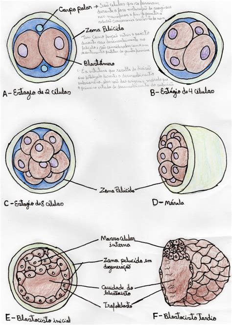 Mapa Mental Primeira Semana Do Desenvolvimento Embrionário Completo