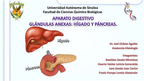 Glandulas Anexas Aparato Digestivo