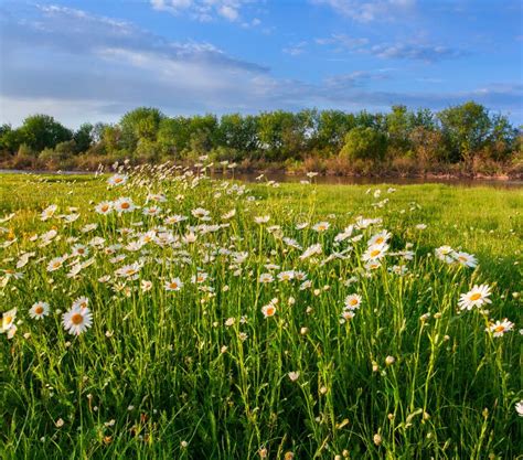 Blooming Daisies In A Meadow Stock Image Image Of Fresh Meadow 31281221