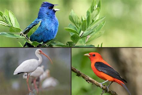 Learn More About Birds And Nature With These Courses Bird Academy • The Cornell Lab