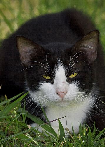 Blog About Cats Cat Coats Tuxedo