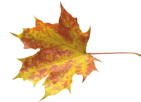 Autumn Leaves Png Images Transparent Background Png Play