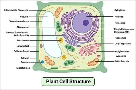Plant Cell Diagram A Level Functions Functions And Diagram Gambaran