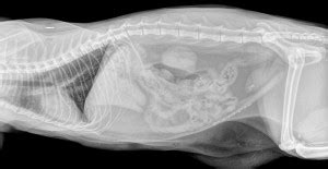 If you have no insurance, here are some. Learn how to interpret cat radiographs (x-rays). | Long ...