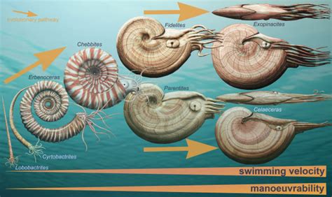 Morphological Evolution Of Externally Shelled Cephalopods During The