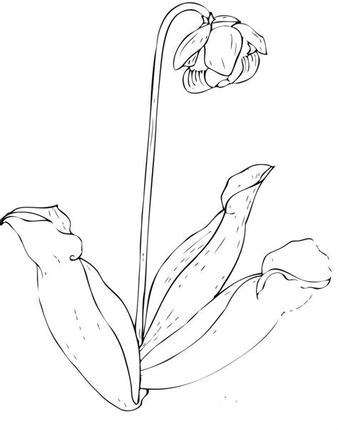 Be sure to visit many of the other nature and food coloring pages aswell. Free Printable Flower Coloring Pages For Kids - Best ...