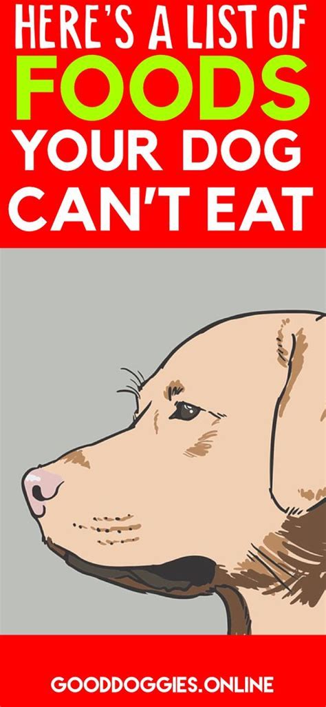 10 foods dogs can eat. To Feed or Not to Feed: Here's A List of Food Your Dog Can ...