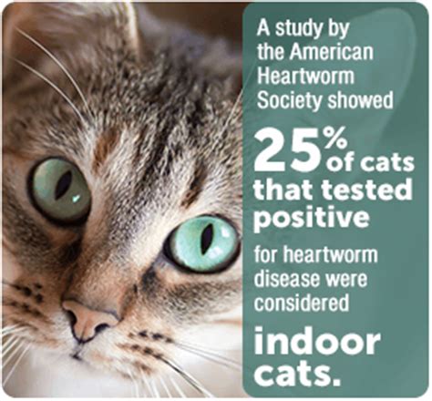 Some hookworms of dogs can infect humans by penetrating the skin. Heartworm Disease in Cats