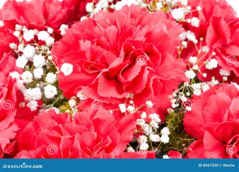 Flowers Of Carnations Stock Photo Image Of Fresh Nice 8567330