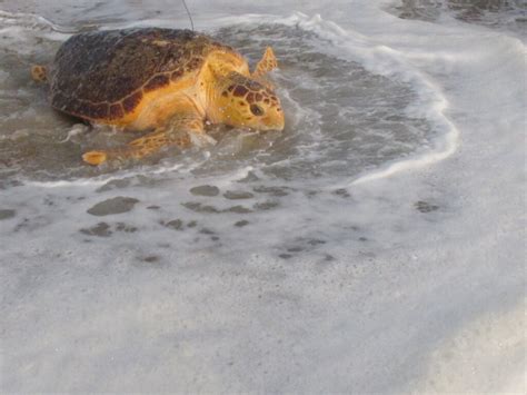 Once Near Death Rescued Sea Turtles Are Released Back To The Ocean