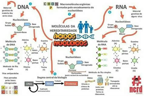 Mapa Conceptual De Acidos Nucleicos Geno Images And Photos Finder