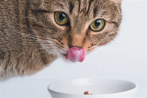 Dogs should eat according to their size. How Much Should I Feed My Cat? - Catster | Healthy cat ...