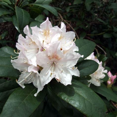 Rhododendron Cunninghams White Deelish Garden Centre