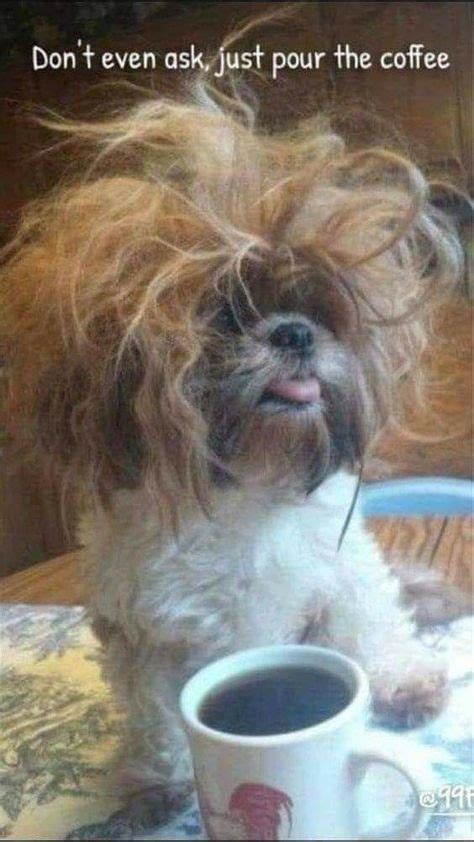 Bad Hair Day Need Coffee Funny Animal Photos Funny Dog Memes