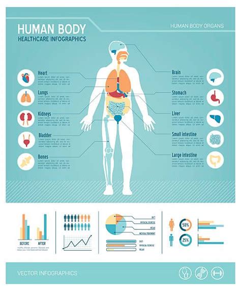 Human Body Health Care Infographics With Medical Icons Organs