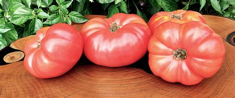 Dwarf Zoes Sweet Tomato A Comprehensive Guide World Tomato Society