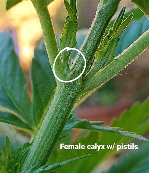 Sexing Cannabis How To Tell The Difference Between Young Male Vs Female Cannabis Plants