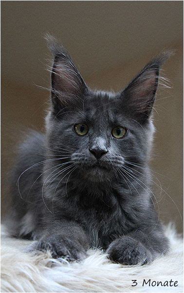 Maine coons are the largest domestic breed of cats. The Blue Maine Coon - Maine Coon Expert