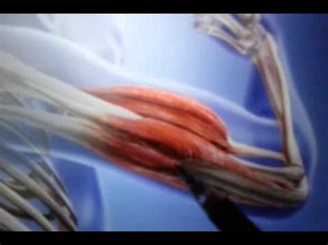 To visualize the look, think muscle beach 1940, not wrestlemania 2008. Agonist and Antagonist Muscle Movement Explanation - YouTube