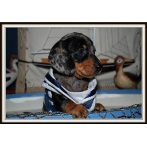 View all dogs on the available dachshunds listing. Shirls Whispering Winds, Dachshund Breeder in Westminster ...